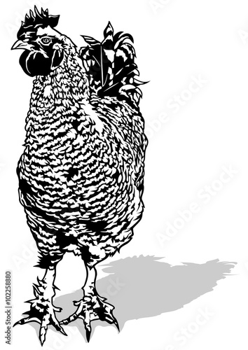 Rooster - Black and White Illustration, Vector