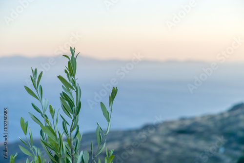 Olive tree above the sea during summer in Mykonos, Greece.