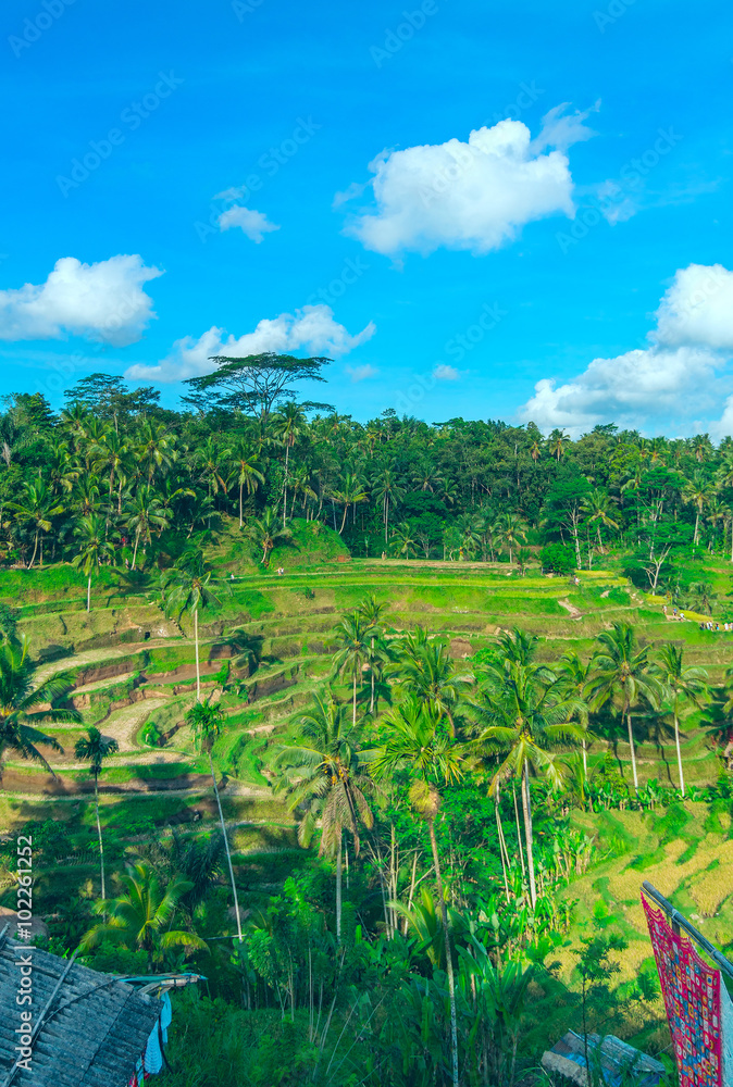 Vertical landscape of famous rice terraces near Ubud in Bali, In