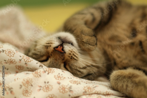 Fototapeta Naklejka Na Ścianę i Meble -  Cute tabby cat sleeping peacefully in human bed. Focus is on the nose, shallow dof. 

