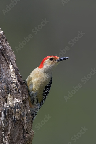 Male Red bellied Woodpecker (Malenerpes carolinus) perched on a stump under a sunny blue sky.