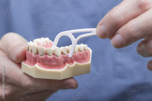 Close up dental instructor hands demonstrating how to clean in between teeth with floss on model of human gums