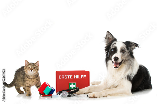 Fototapeta Naklejka Na Ścianę i Meble -  Erste Hilfe bei Hund und Katze