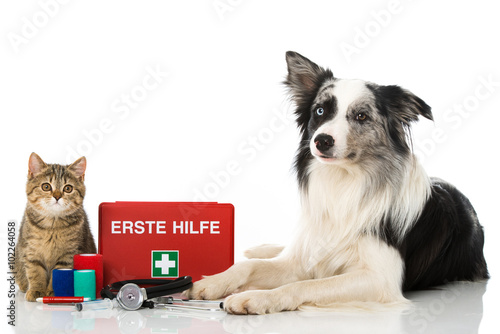 Fototapeta Naklejka Na Ścianę i Meble -  Erste Hilfe bei Hund und Katze