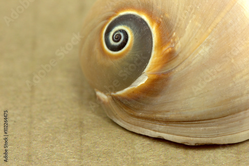 Seashell on sandy background