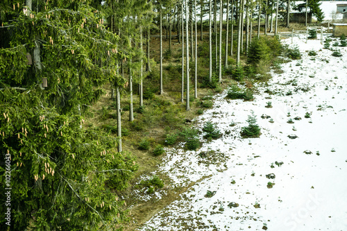 Nadelwald Schneefallgrenze