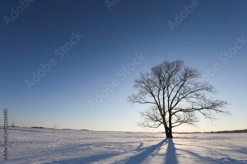 冬の風景 © makieni