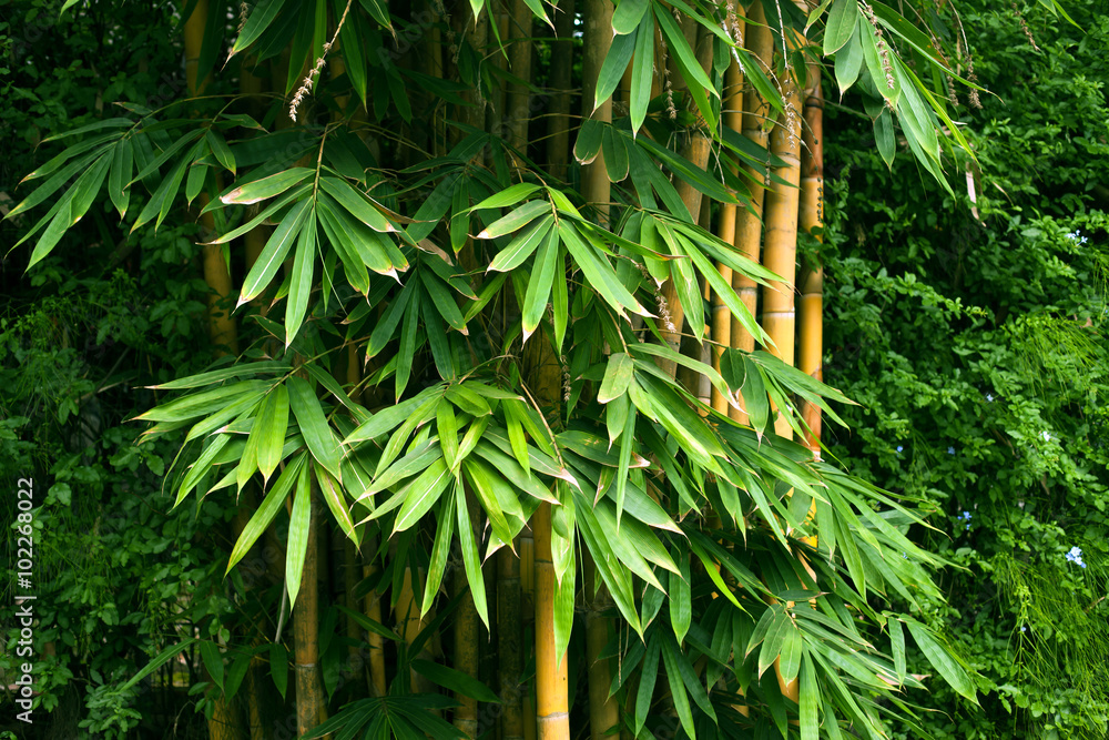Naklejka premium Bamboo