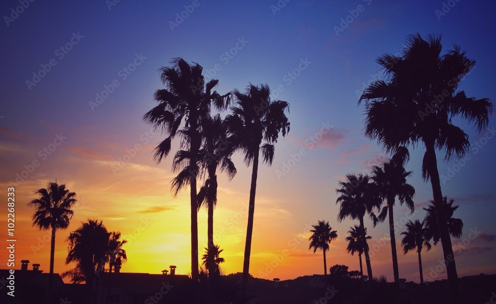 Obraz premium silhouette palm trees sunset
