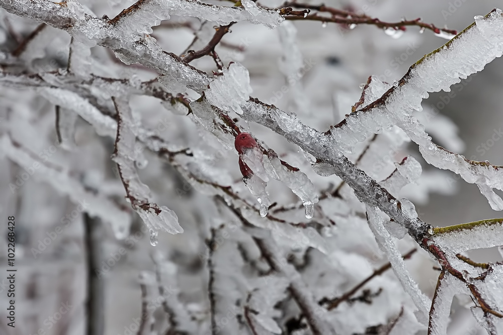 Rosehip in ice 04