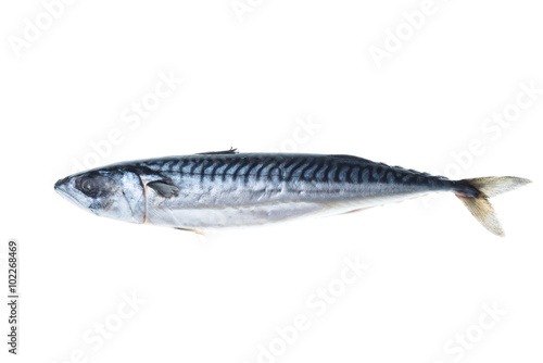 Fresh mackerel isolated white background