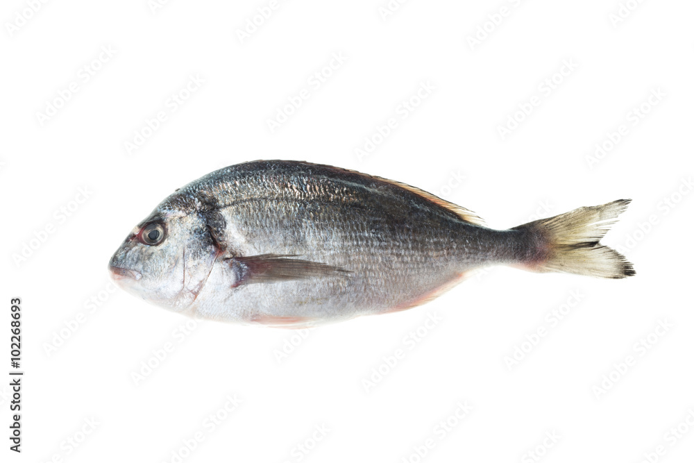 Dorado fish isolated white background Dorado fish isolated white background