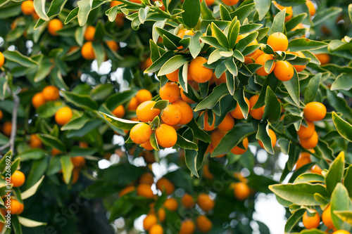 Canvas-taulu Kumquat tree branch