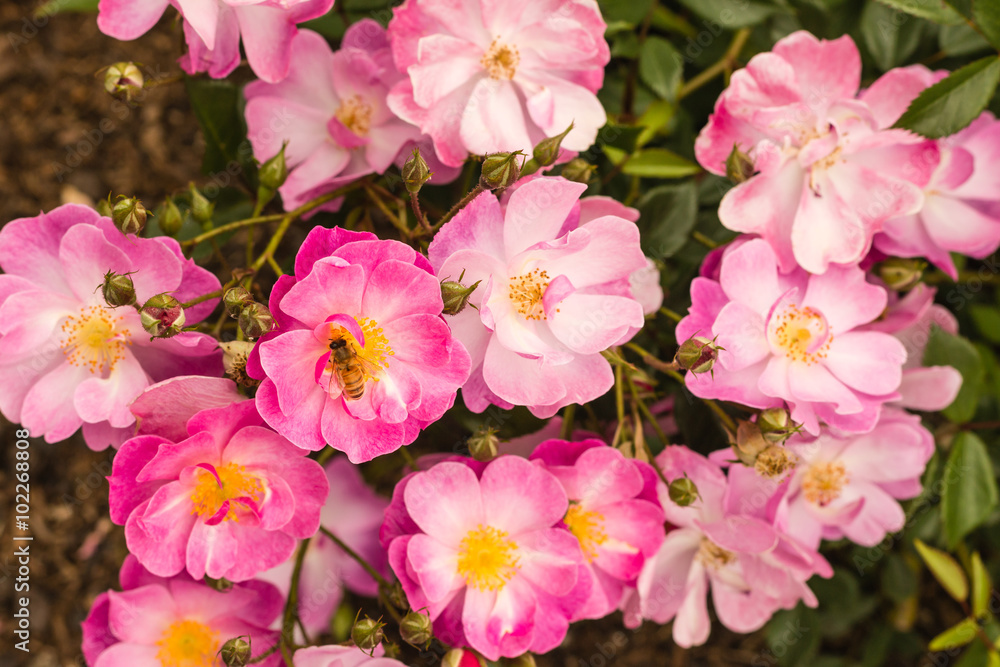pink rose bush flowers in bloom pink rose bush flowers in bloom