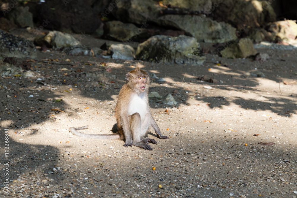 Affe am Strand