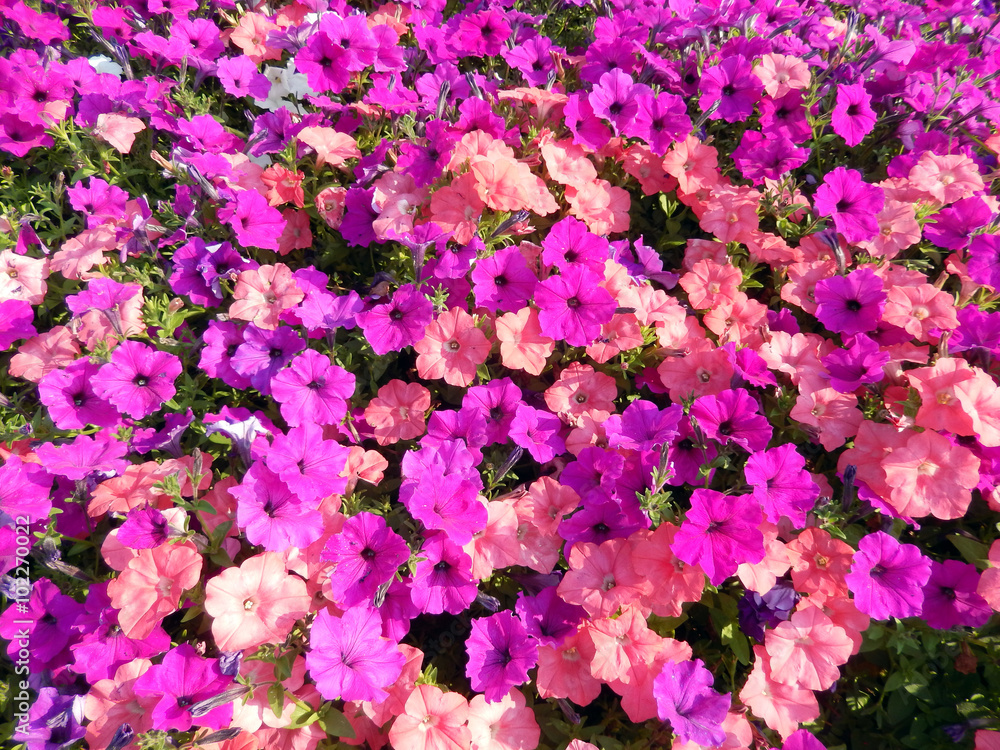 Spring flower bed with hot pink, red and purple petunias flowering Spring flower bed with hot pink, red and purple petunias flowering