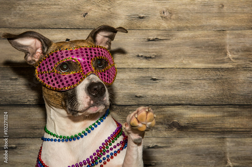 Fototapeta Naklejka Na Ścianę i Meble -  Mardi Gras Dog