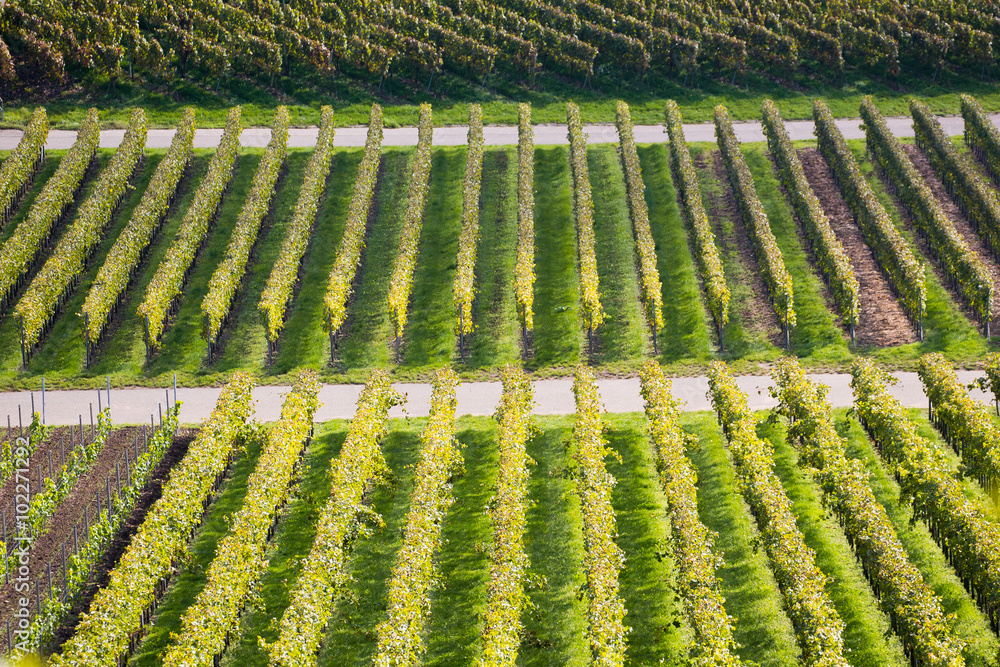 Weinberg in grün im Herbst, Monokultur, Landwirtschaft