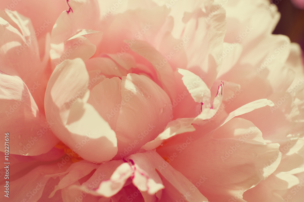 Tender pink peony. Small depth of field