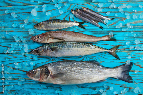 Fresh fish hake seabass sardine mackerel anchovies