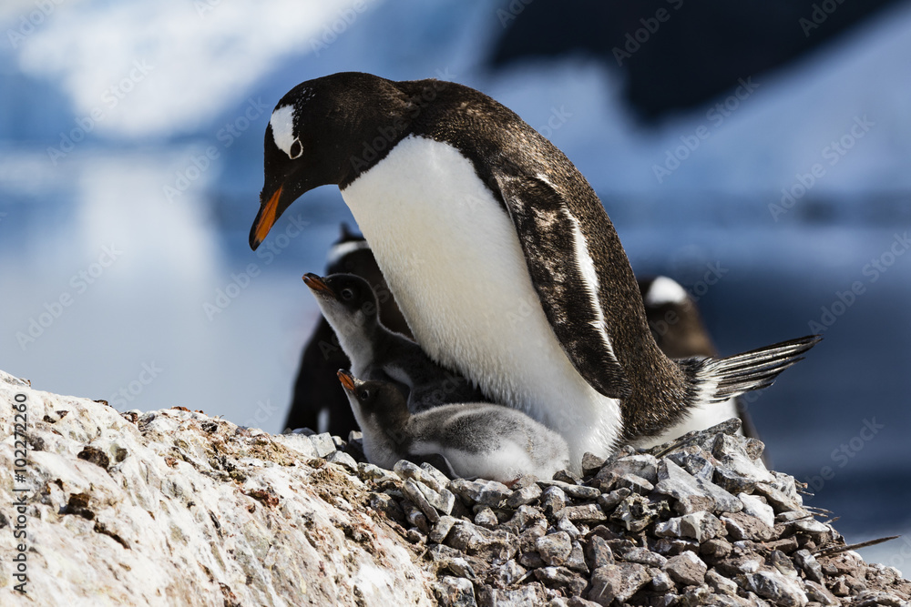 Fototapeta premium Gentoo Penguin and chick