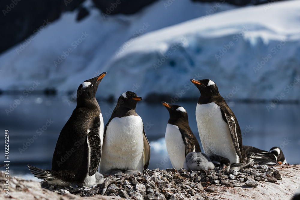 Fototapeta premium Gentoo Penguin