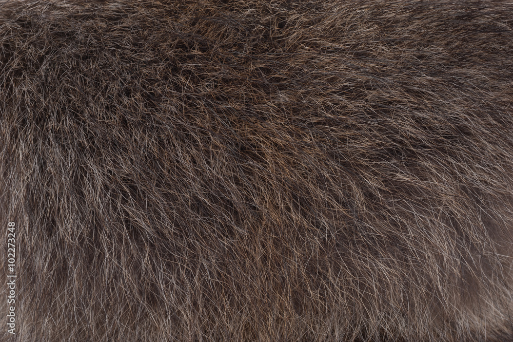 Fototapeta premium Background of raccoon fur
