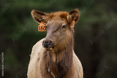 Elk (cow) Portrait photo