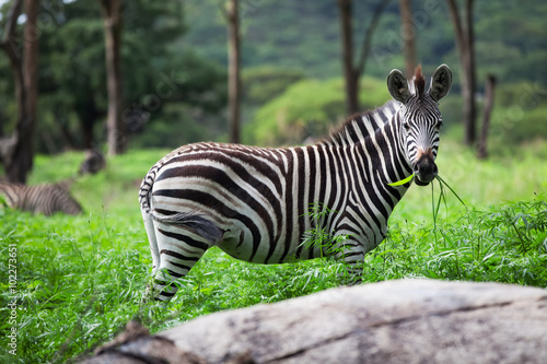 Zebra grazing in green grass.  Zimbabwe Africa.