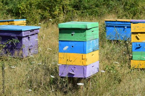 Small apiary in the foothills.