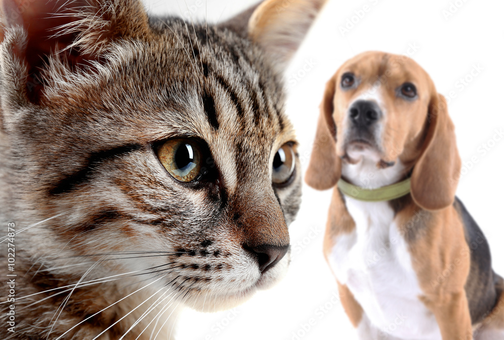 Cat and dog, isolated on white Cat and dog, isolated on white
