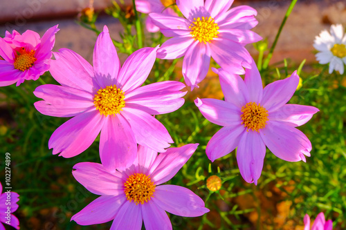 Pink Kosmeya flowers