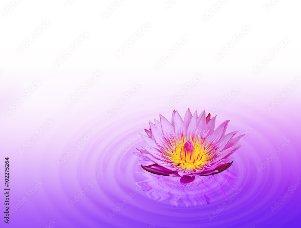 Obraz premium Purple water lily or lotus on water wave background