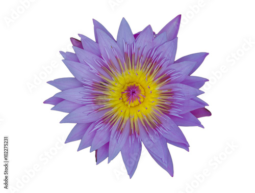 Purple water lily or lotus on isolate white background