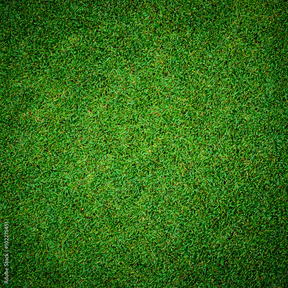 Fototapeta premium Background and texture of Beautiful green grass pattern from golf course