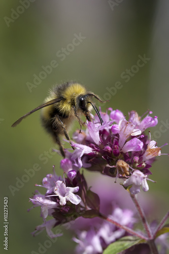 Bee Pollinating Flower © mscornelius