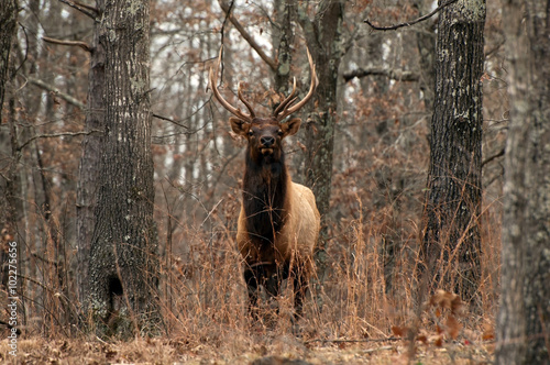 A bull elk standing in the forest. photo