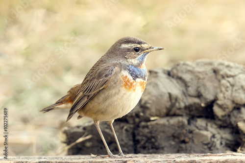 Bluethroat Luscinia on clod with sunset light and nature blur background, take photo in thailand, select focus