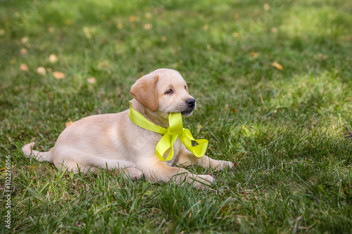 Puppy Labrador