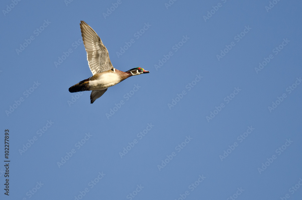 Obraz premium Lone Wood Duck Flying in a Blue Sky