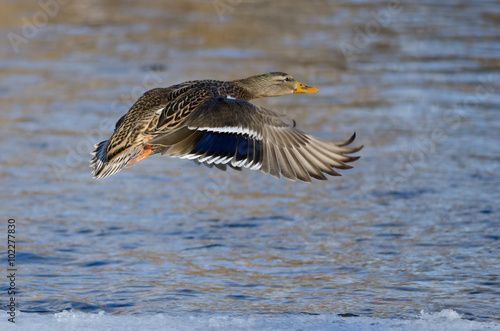 Mallard Duck Flying Over the Frozen Winter River