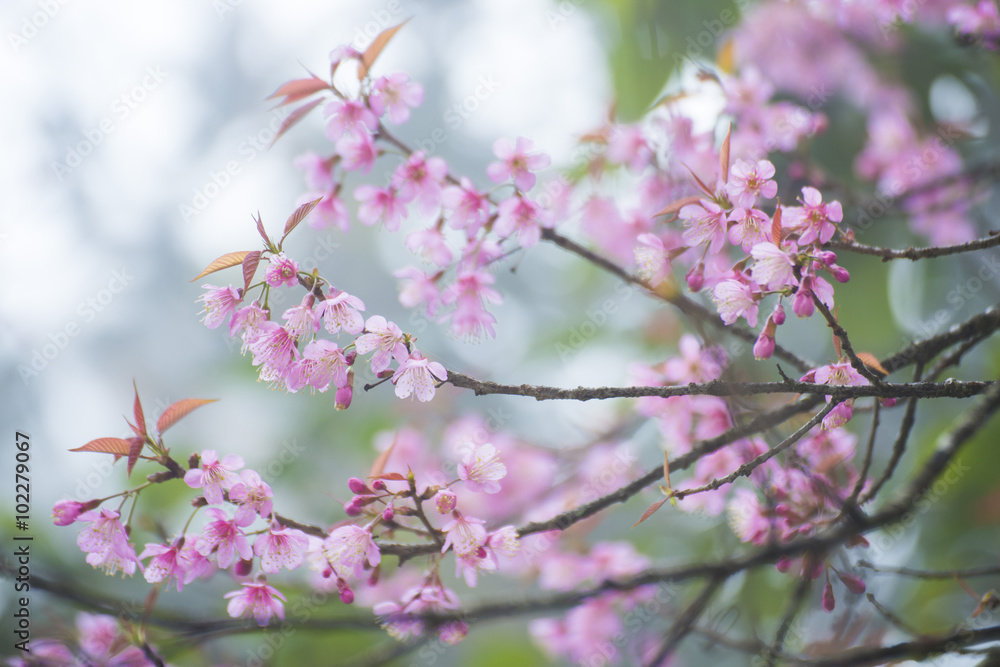 sakura, thai cherry blossom in garden