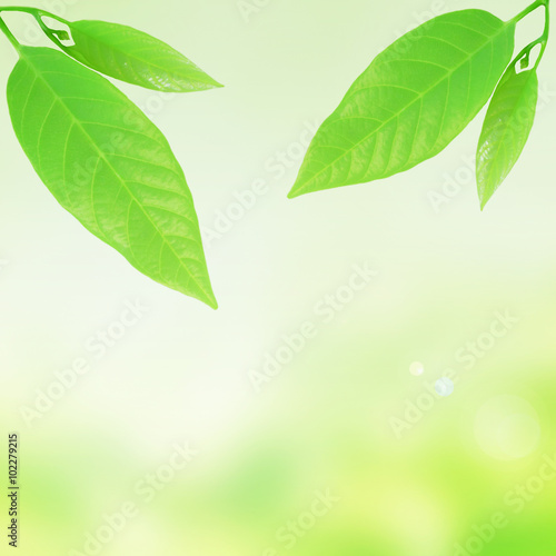 Green leaves border ,frame background
