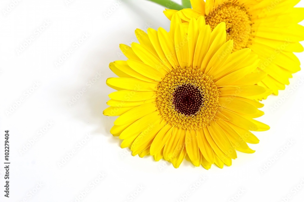 Naklejka premium Yellow Gerbera