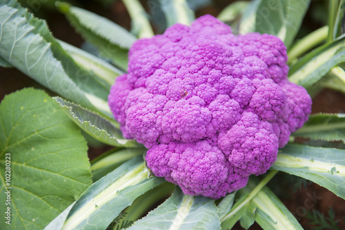 cauliflower colored purple in garden photo