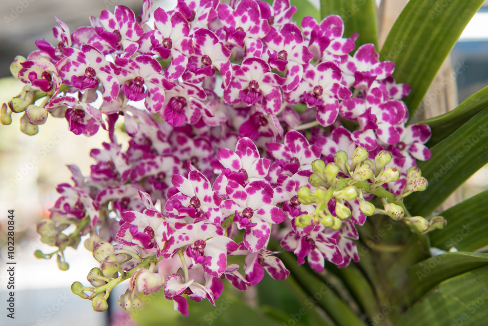 Fototapeta premium Beautiful purple orchids flower tree.