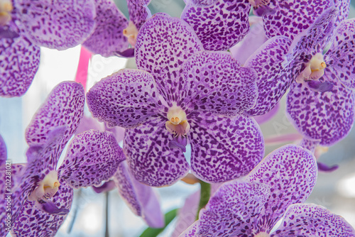 Beautiful purple orchids flower tree. photo