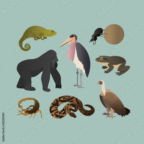 Vector Set Of Different African Animals. Animals of the African savanna Gorilla, Scorpio, Scarab twisting ball, Chameleon, Python, goliath frog, Marabou, Grif. Flat Style.