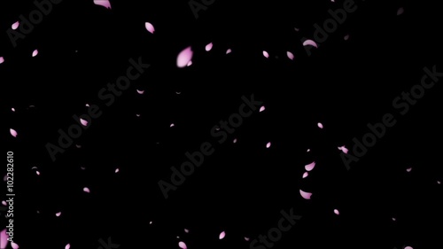 舞い散る桜　sakura cherry blossom