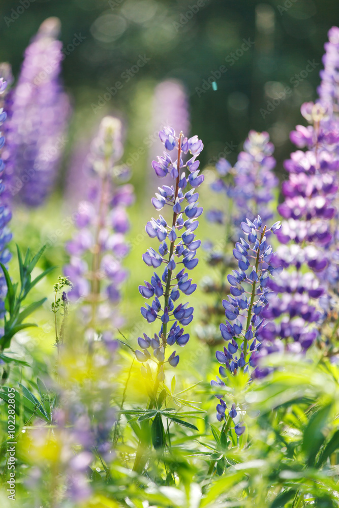 Obraz premium Wild lupines
